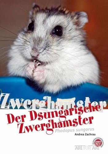 Der Dsungarische Zwerghamster