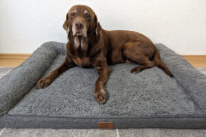 Alters-Anzeichen und Tipps für den Alltag mit alten Hunden