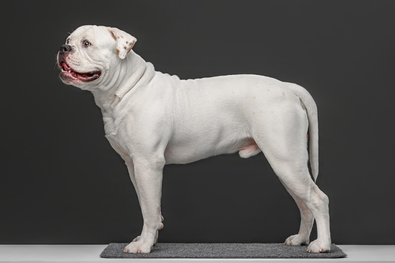 Amerikanische Bulldogge