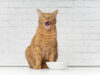 Anti-Schling-Napf für Kat­zen: Was kann ein Slow Fee­der?