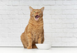 Anti-Schling-Napf für Kat­zen: Was kann ein Slow Fee­der?