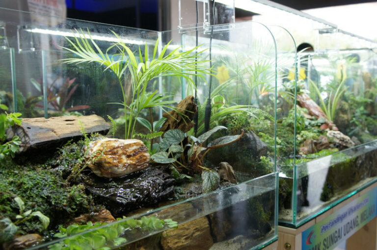 Die beliebtesten Terrarientiere für Anfänger