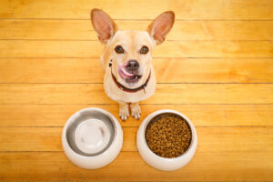 Artgerechte Hundeernährung - Worauf kommt es bei Hundefutter an