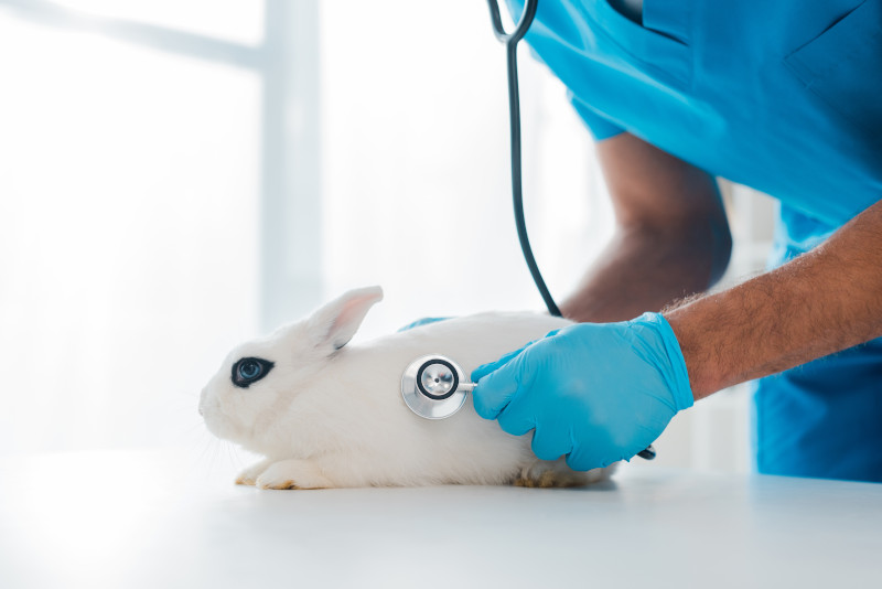 Auch für Kaninchen können hohe Tierarztkosten anfallen - Eine Versicherung schützt
