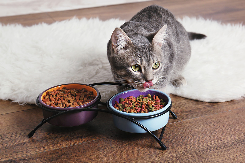 Auch mit Trockenfutter ist eine artgerechte Ernährung von Katzen möglich