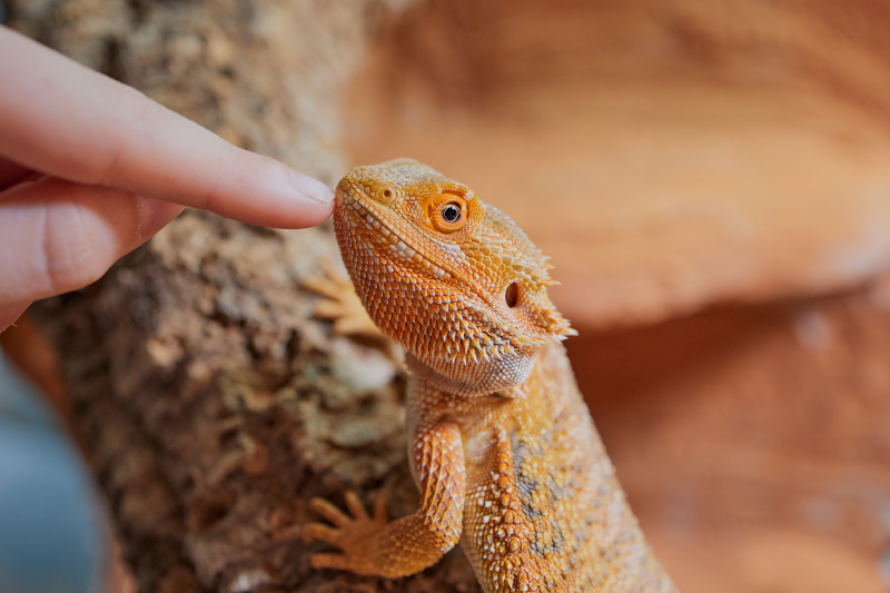 Auch wenn viele Bartagamen recht zahm werden, sind sie keine Kuscheltiere