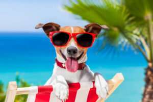 Barfen im Urlaub: Frisch füttern oder entspannter reisen mit Trockenbarf?