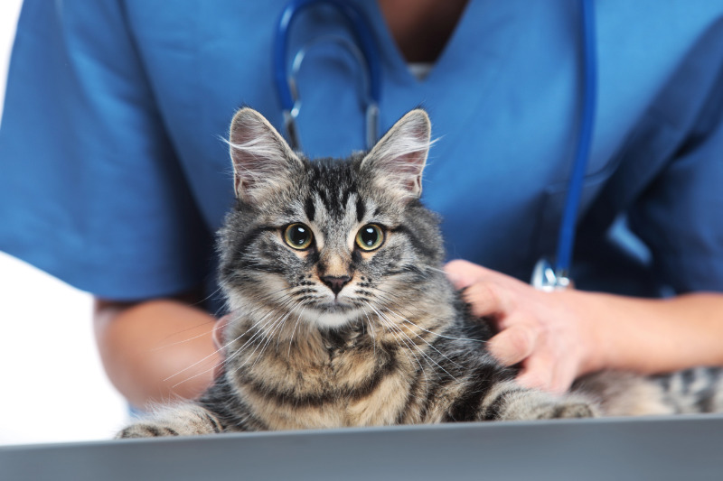 Bei Verdacht auf FORL führt kein Weg am Tierarzt vorbei