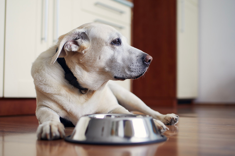 Bei alten Hunden sollte die Ernährung angepasst werden