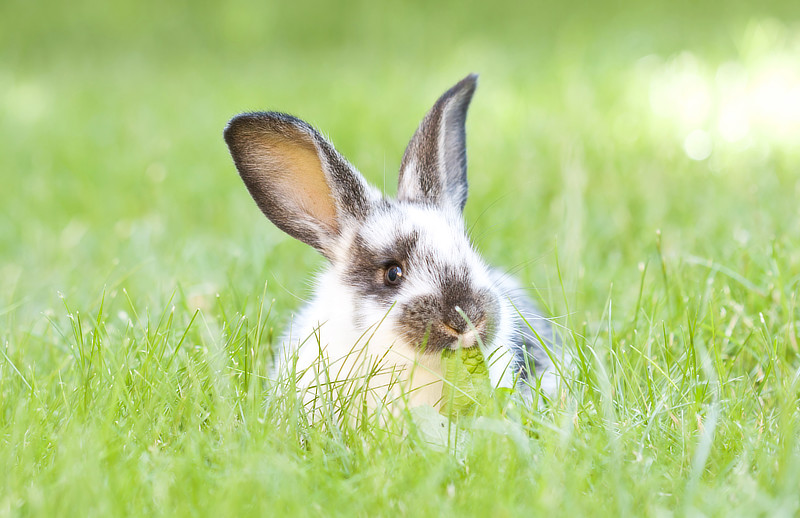 Beliebte Namen für Kaninchen und Hasen