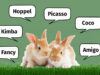 Belieb­te, süße & sel­te­ne Kanin­chen­na­men für männ­li­che und weib­li­che Kanin­chen