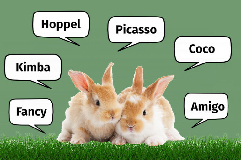 Freche, lustige und süße Kaninchen und HasenSprüche