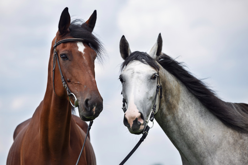 Berühmte Ponynamen und Pferdenamen für Hengste, Stuten und Wallache