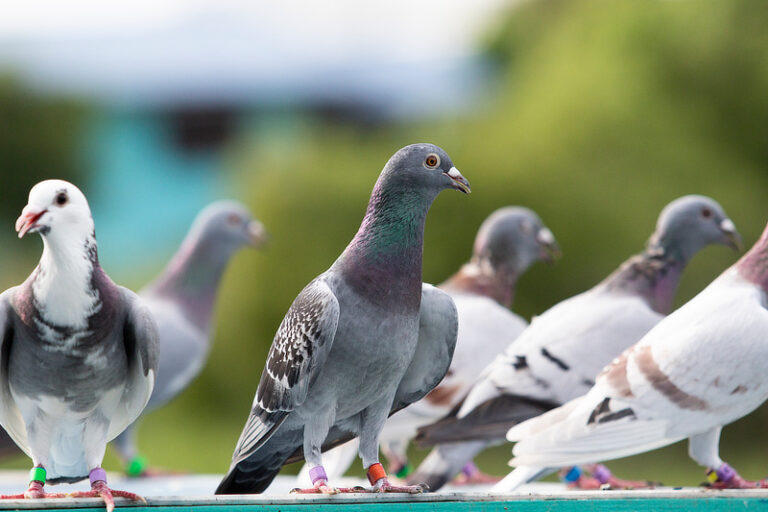 Was Tun Wenn Man Verletzte Taube Findet Verletzte Taube gefunden? So findest Du Hilfe für Tauben-Notfälle