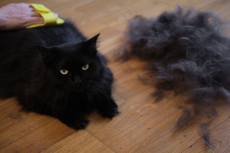 Bürsten ist die effektivste Methode, um Haarverlust bei Katzen einzudämmen
