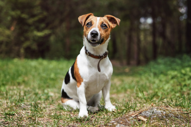 Der Jack Russell Terrier ist ein kleiner aber aktiver Hund