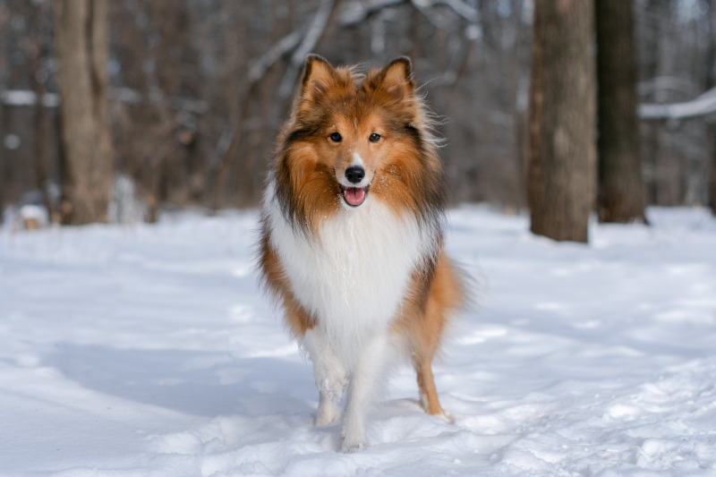 Der Sheltie überzeugt durch Charakter und Aussehen