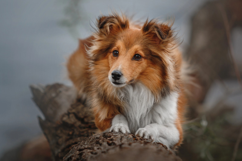 Der Shetland Sheepdog ist eine kleine aber aktive Hunderasse