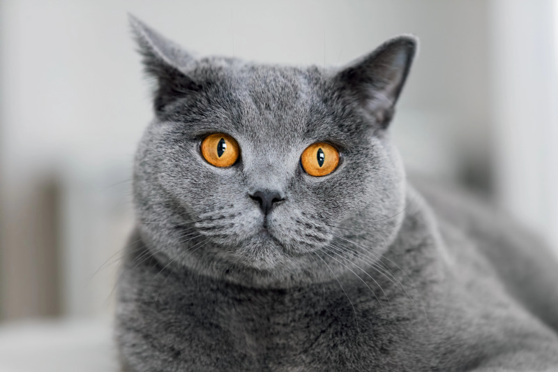 Die BKH hat eine sehr dichte Unterwolle