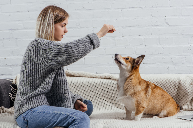 Die Erziehung ist ein wichtiges Thema bei der Hundehaltung