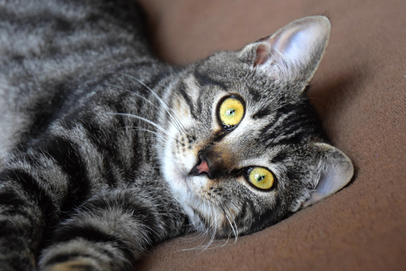 Die Europäisch Kurzhaar haart oft stärker als erwartet