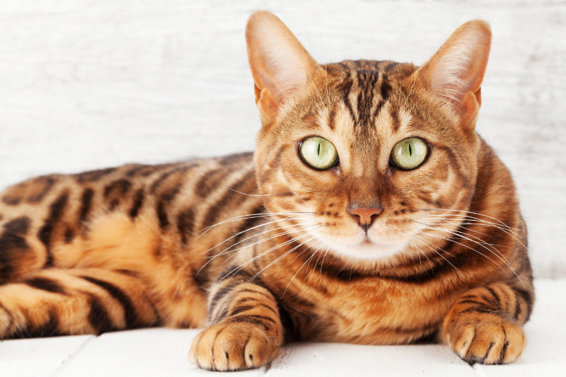 Die Haare der Bengalkatze sind leicht und fliegen schnell durch den Raum