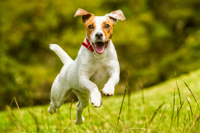 Ist mein Hund glücklich? Wohlfühlzeichen beim Hund