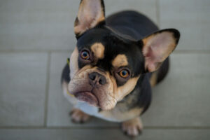 Die Welt der Bulldoggen