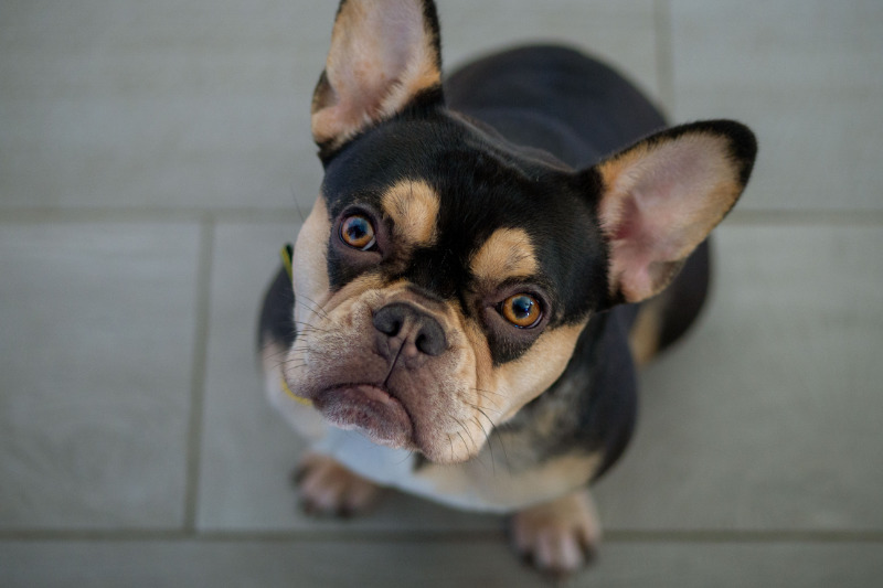 Die Welt der Bulldoggen