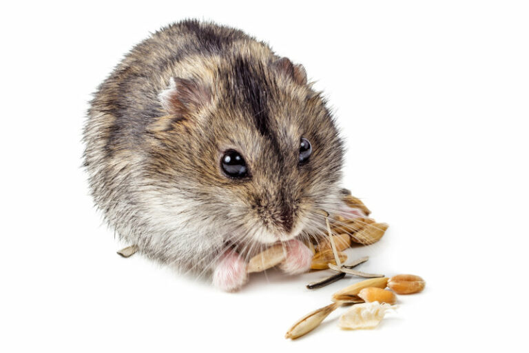 Schöne und lustige HamsterSprüche und Witze