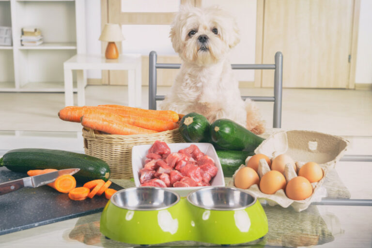 Gemüse für Hunde: Welches Gemüse dürfen Hunde essen?
