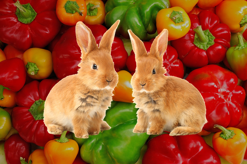 Dürfen Kaninchen Paprika essen