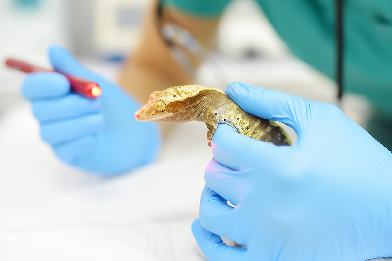 Ein Reptilien-Tierarzt ist oftmals gar nicht so leicht zu finden