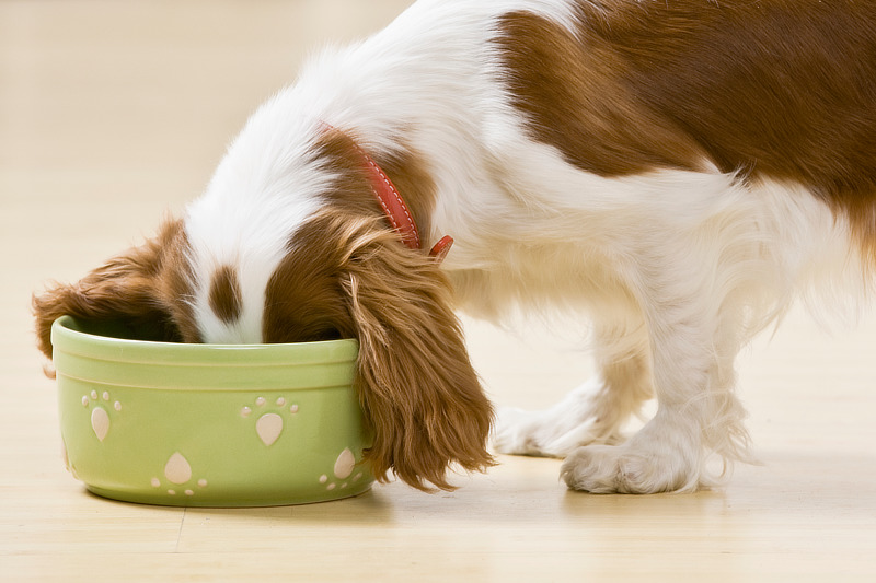 Ein gesunder Appetit kann auf einen glücklichen Hund hinweisen