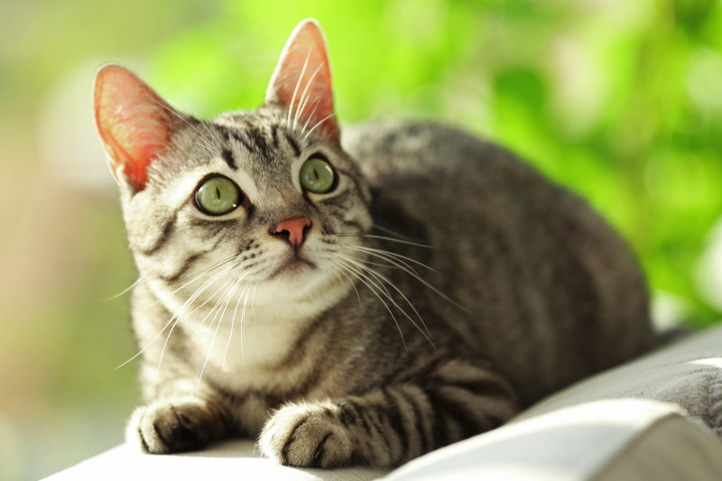 Eine Krankenversicherung für Katzen ist sinnvoll