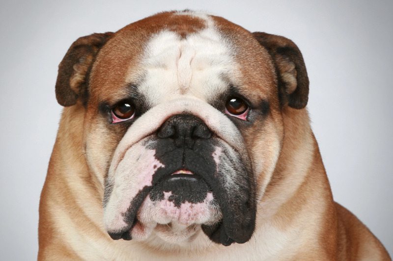 Englische Bulldogge