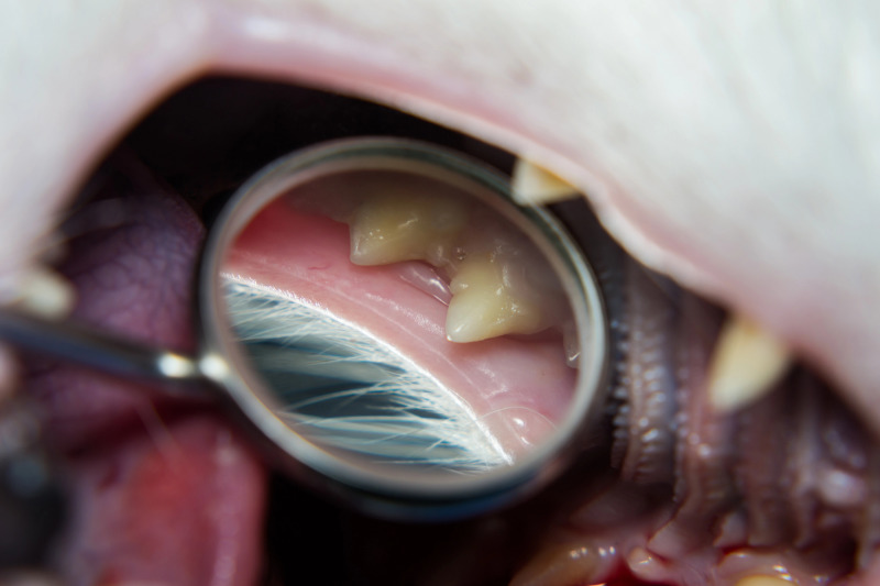 FORL bei Katzen: Ursachen, Symptome und Behandlung