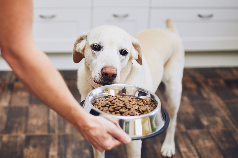 Falsche Ernährung gehört zu den Hauptursachen von stumpfem Fell bei Hunden