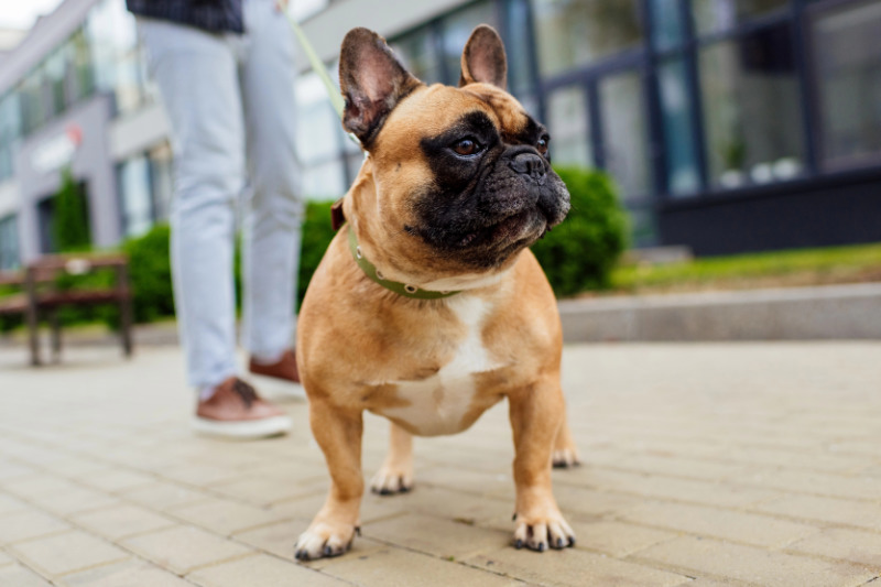 Französische Bulldogge