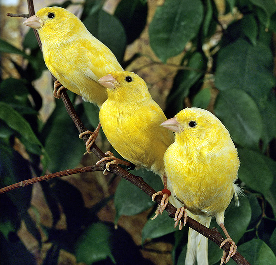 Gelbe Kanarienvögel