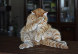 Kat­zen­urin ent­fer­nen – So neu­tra­li­sierst Du den Geruch von Kat­zen­urin rest­los