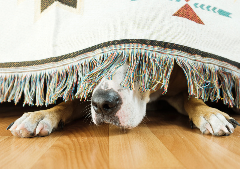 Gestresste Hunde ziehen sich gerne zurück