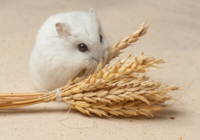 Hams­ter­fut­ter: Die art­ge­rech­te Ernäh­rung für Dei­nen Hams­ter