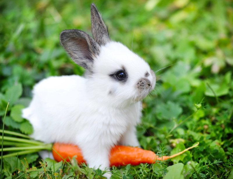 Gesundes Kaninchenfutter: Karotte statt Trockenfutter