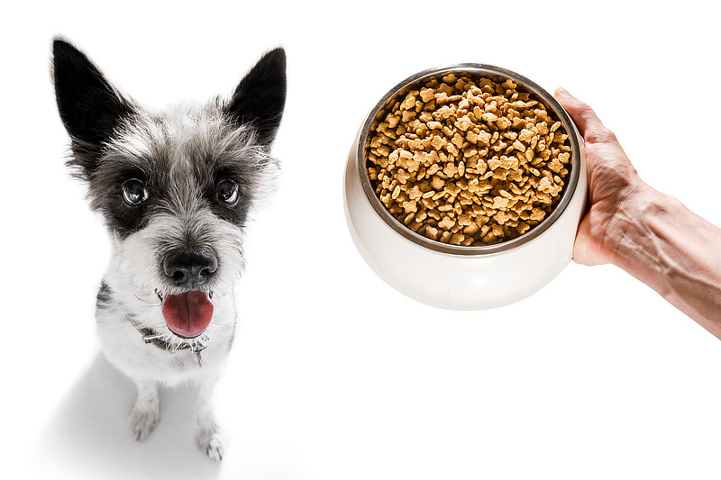 Getreide wird in Hundefutter oft als billiger Füllstoff verwendet