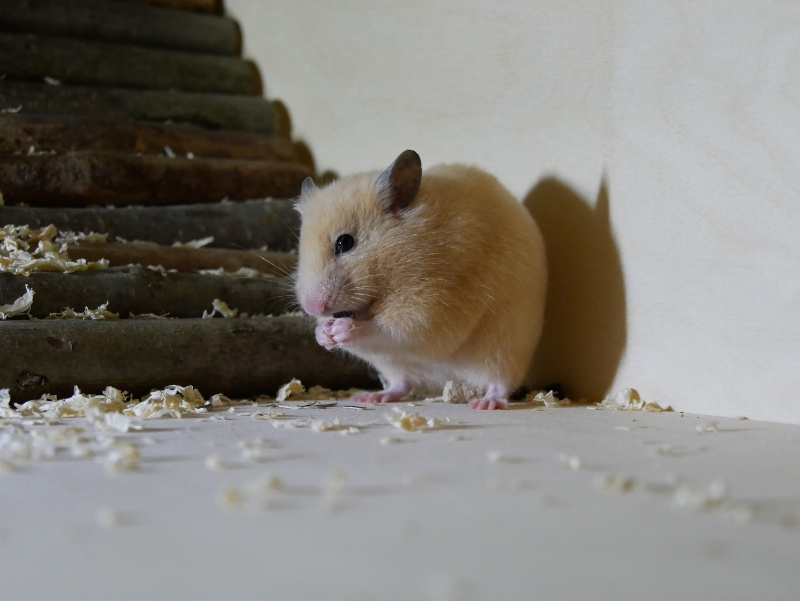 Goldhamster im Hamsterkäfig