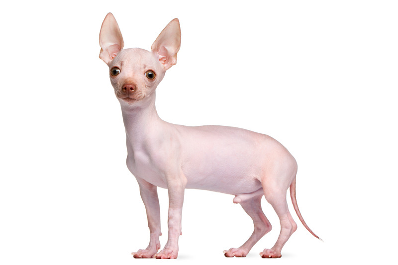 Haarloser Chihuahua