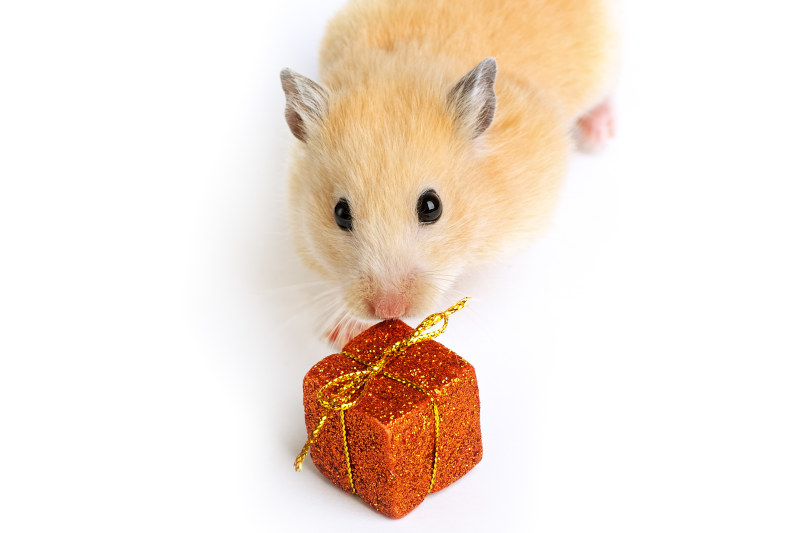 Hamster Geschenke für Hamsterfreunde und Hamsterbesitzer