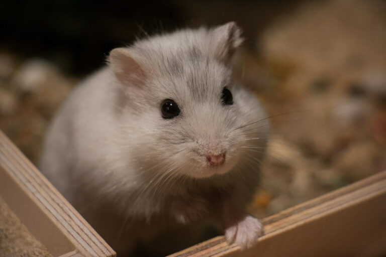 Die Frage nach dem Preis: Wie viel kostet ein Hamster?
