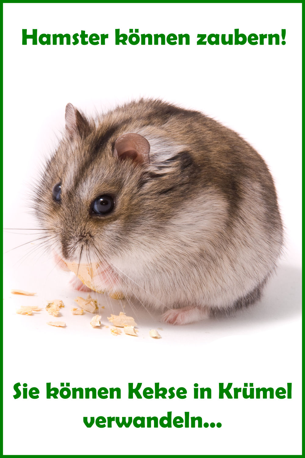 Schöne und lustige HamsterSprüche und Witze